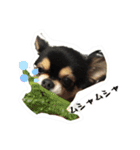 ふらちゃんスタンプ！！（個別スタンプ：9）