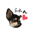 ふらちゃんスタンプ！！（個別スタンプ：12）