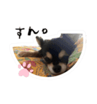 ふらちゃんスタンプ！！（個別スタンプ：13）
