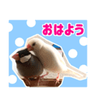 文鳥の挨拶（個別スタンプ：1）