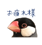 文鳥の挨拶（個別スタンプ：5）