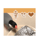 文鳥の挨拶（個別スタンプ：7）