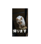 ミント家（個別スタンプ：2）