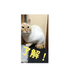 ミント家（個別スタンプ：3）