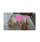 ミント家（個別スタンプ：4）