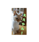 ミント家（個別スタンプ：9）