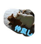 ミント家（個別スタンプ：11）