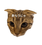 ミモザさんスタンプ3飲み会篇（個別スタンプ：1）