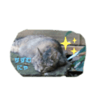 うちのお庭番野良猫（個別スタンプ：1）