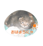 うちのお庭番野良猫（個別スタンプ：2）