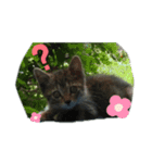 うちのお庭番野良猫（個別スタンプ：4）