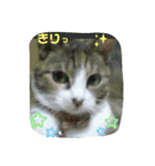 うちのお庭番野良猫（個別スタンプ：5）