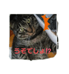 うちのお庭番野良猫（個別スタンプ：6）