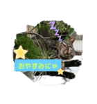 うちのお庭番野良猫（個別スタンプ：8）