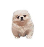 ぺぺまるくん (に)（個別スタンプ：1）
