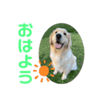大福とさぶ（個別スタンプ：1）
