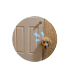 大福とさぶ（個別スタンプ：11）