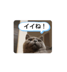 あるにゃんぷ 3（個別スタンプ：9）