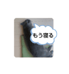 あるにゃんぷ 3（個別スタンプ：10）