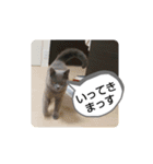あるにゃんぷ 3（個別スタンプ：11）