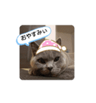 あるにゃんぷ 3（個別スタンプ：12）