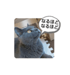 あるにゃんぷ 3（個別スタンプ：13）