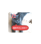 あるにゃんぷ 3（個別スタンプ：14）