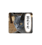 あるにゃんぷ 3（個別スタンプ：15）