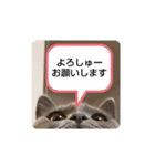 あるにゃんぷ 3（個別スタンプ：16）