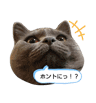 あるにゃんぷ 3（個別スタンプ：17）