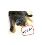 あるにゃんぷ 3（個別スタンプ：19）