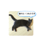 あるにゃんぷ 3（個別スタンプ：20）