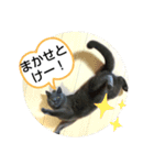 あるにゃんぷ 3（個別スタンプ：23）