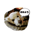 しぇりーのすたんぷ（個別スタンプ：1）