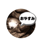 しぇりーのすたんぷ（個別スタンプ：2）