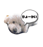 しぇりーのすたんぷ（個別スタンプ：3）