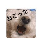 しぇりーのすたんぷ（個別スタンプ：6）
