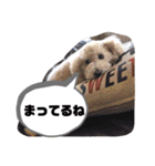 しぇりーのすたんぷ（個別スタンプ：8）