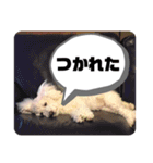 しぇりーのすたんぷ（個別スタンプ：9）