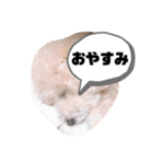 しぇりーのすたんぷ（個別スタンプ：14）