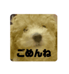 しぇりーのすたんぷ（個別スタンプ：15）