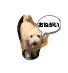 しぇりーのすたんぷ（個別スタンプ：16）