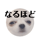 チワワのちぃちゃん（第3弾）（個別スタンプ：3）