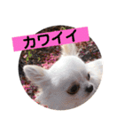 チワワのちぃちゃん（第3弾）（個別スタンプ：4）