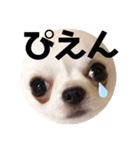チワワのちぃちゃん（第3弾）（個別スタンプ：5）