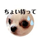 チワワのちぃちゃん（第3弾）（個別スタンプ：6）