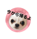 チワワのちぃちゃん（第3弾）（個別スタンプ：7）