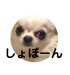 チワワのちぃちゃん（第3弾）（個別スタンプ：9）