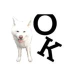 秋田犬、与四郎（個別スタンプ：1）