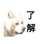 秋田犬、与四郎（個別スタンプ：2）